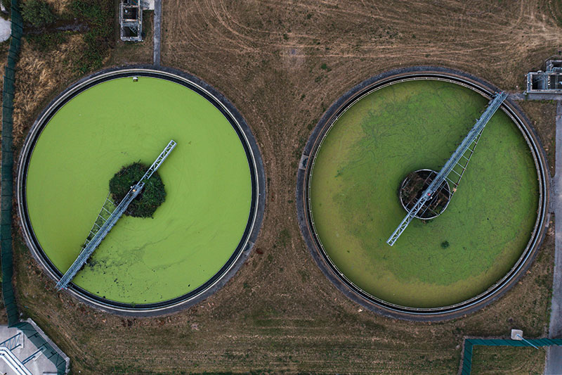 algae farming